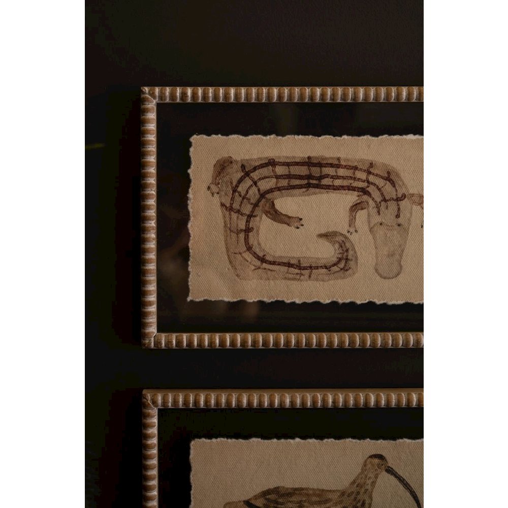 Set of Four Framed Animal Prints Under Glass