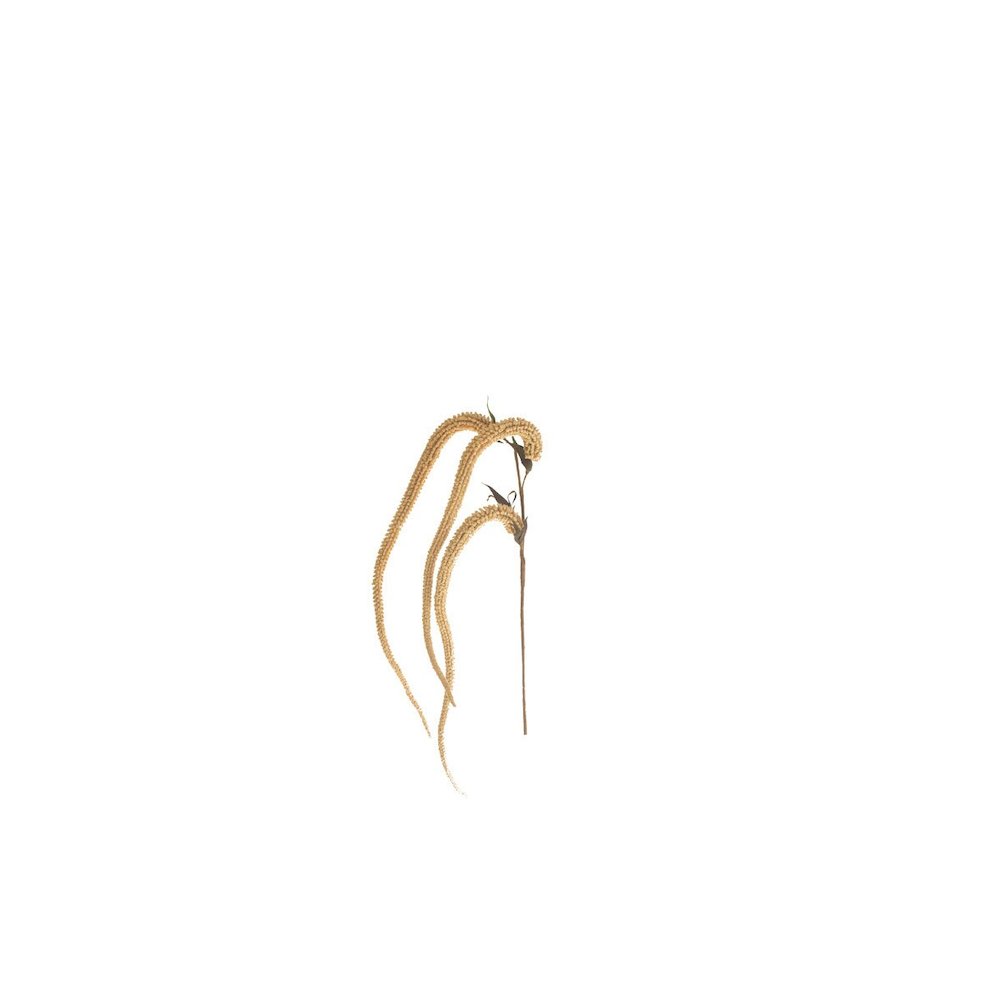 Botanica #9031