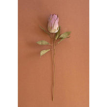 Botanica #9032