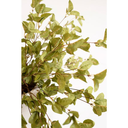 Botanica #9035