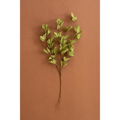 Botanica #9035