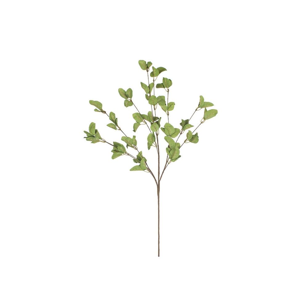 Botanica #9035