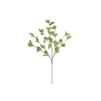 Botanica #9035