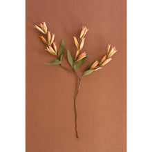 Botanica #9039