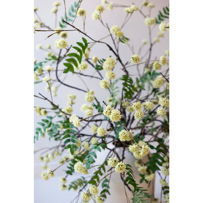Botanica #3519
