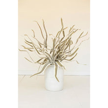 Botanica #3656