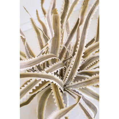 Botanica #3656