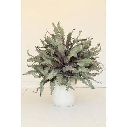 Botanica #3658