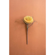 Botanica #2771