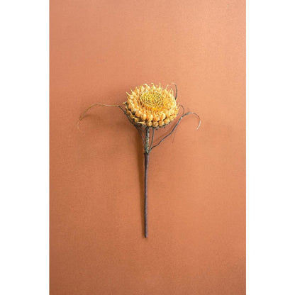 Botanica #2771