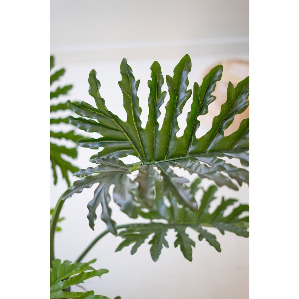 Botanica Split Leaf Philodendron In A Black Plastic Pot