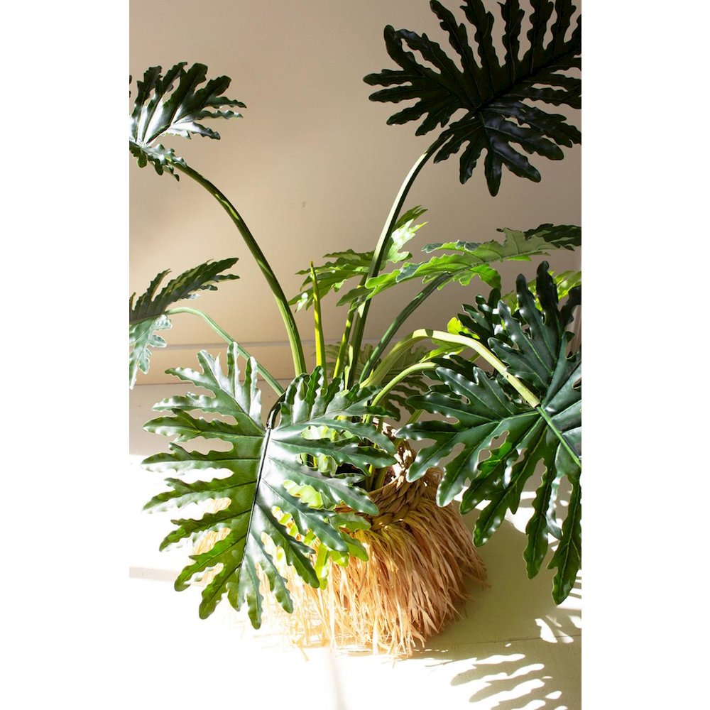 Botanica Split Leaf Philodendron In A Black Plastic Pot