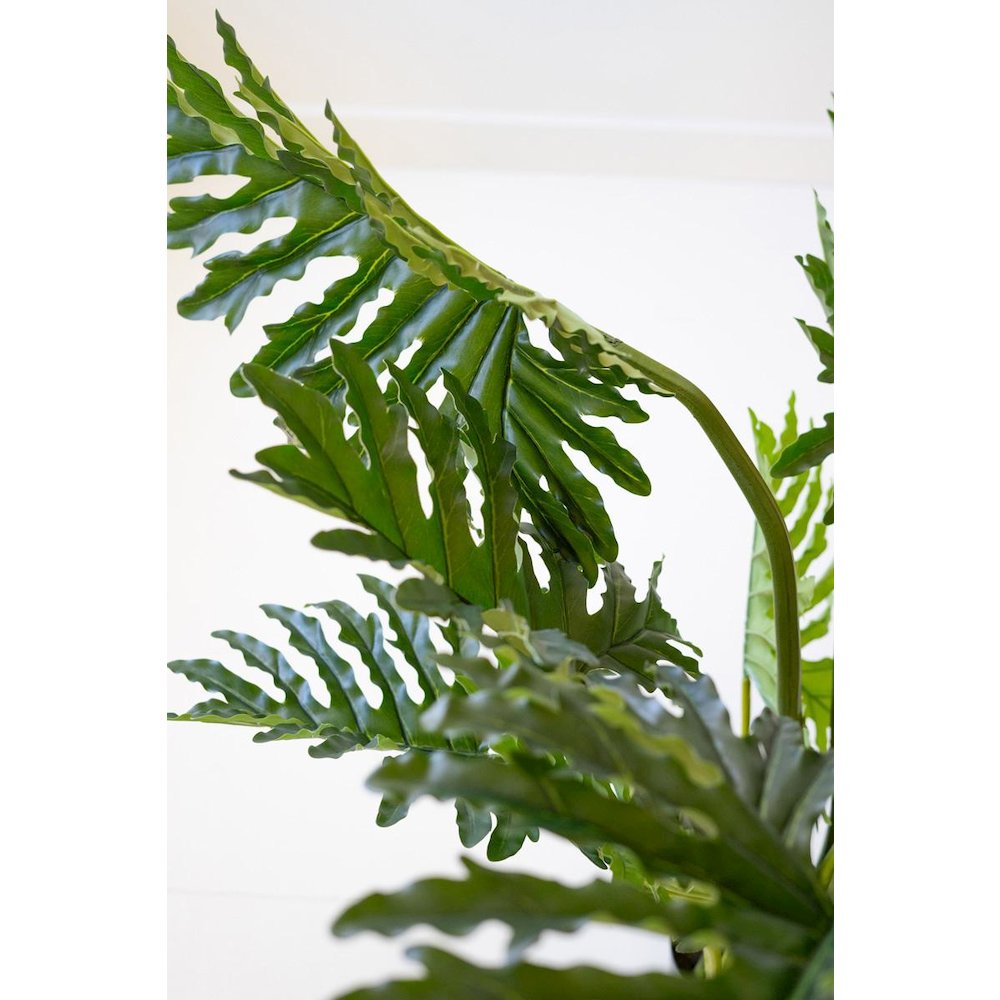 Botanica Split Leaf Philodendron In A Black Plastic Pot