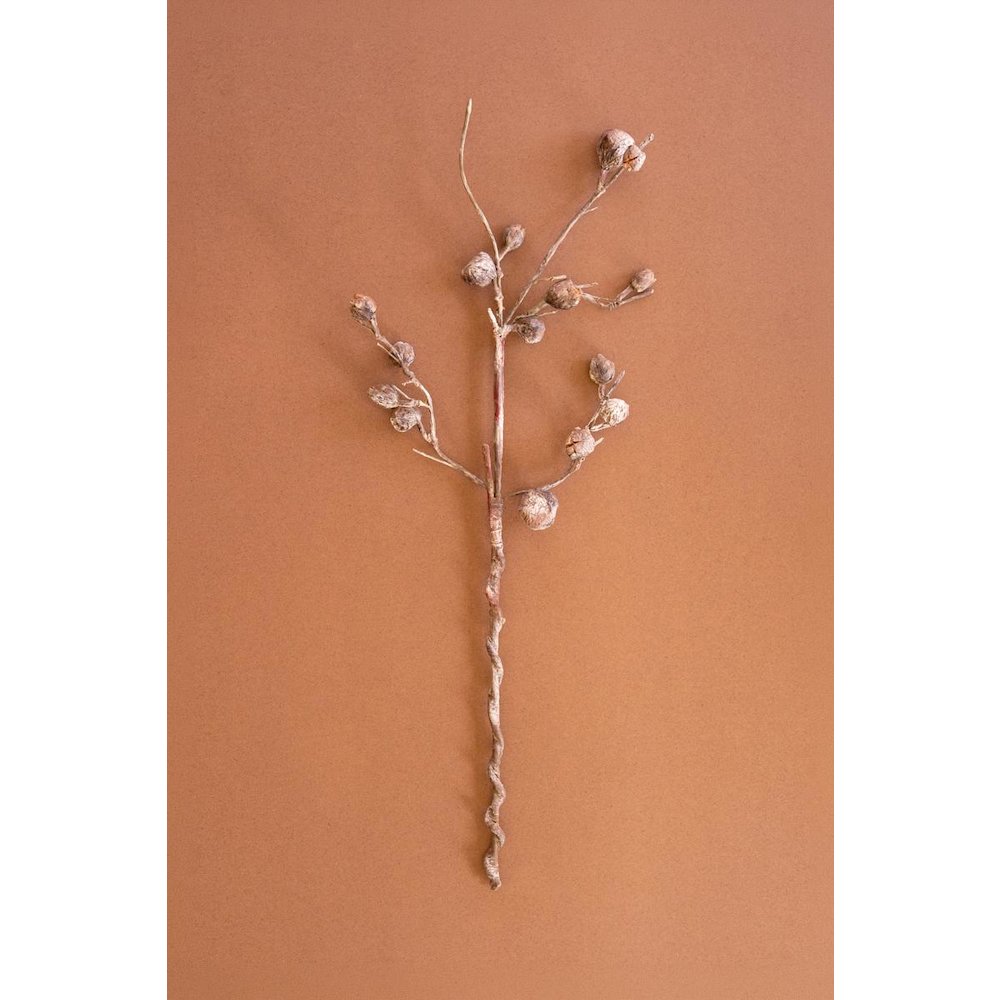 Botanica #2863