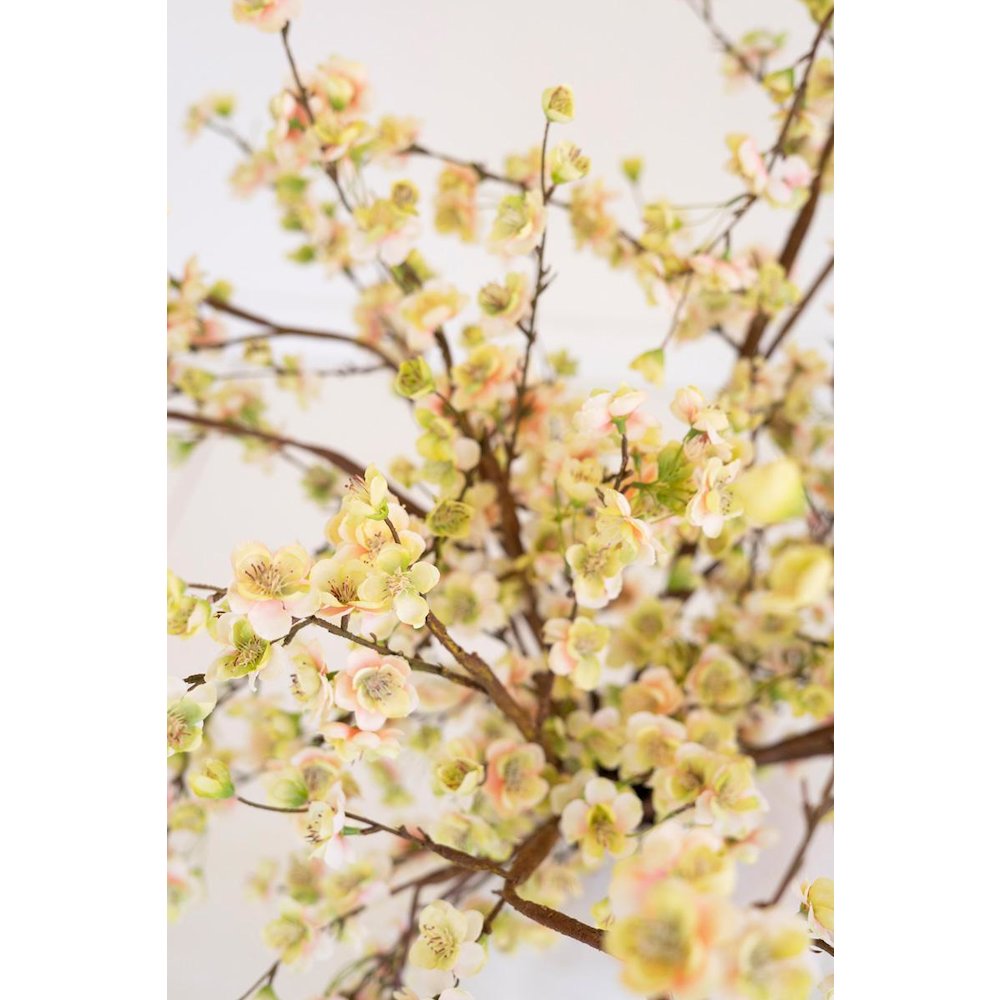 Botanica #2881
