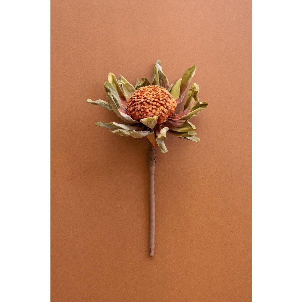 Botanica #2885
