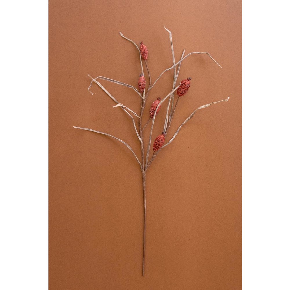 Botanica #2886
