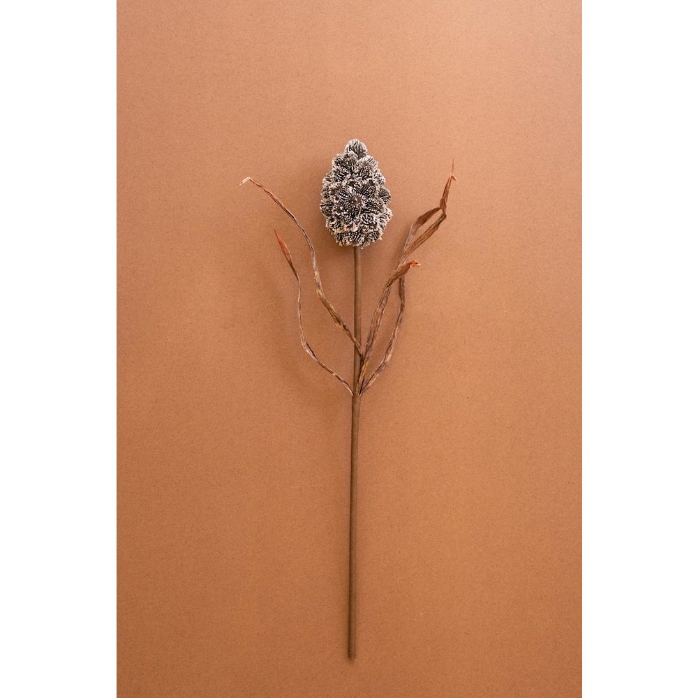 Botanica #2893