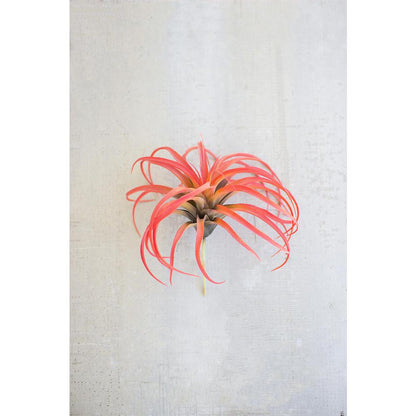 Flocking Red Air Plant