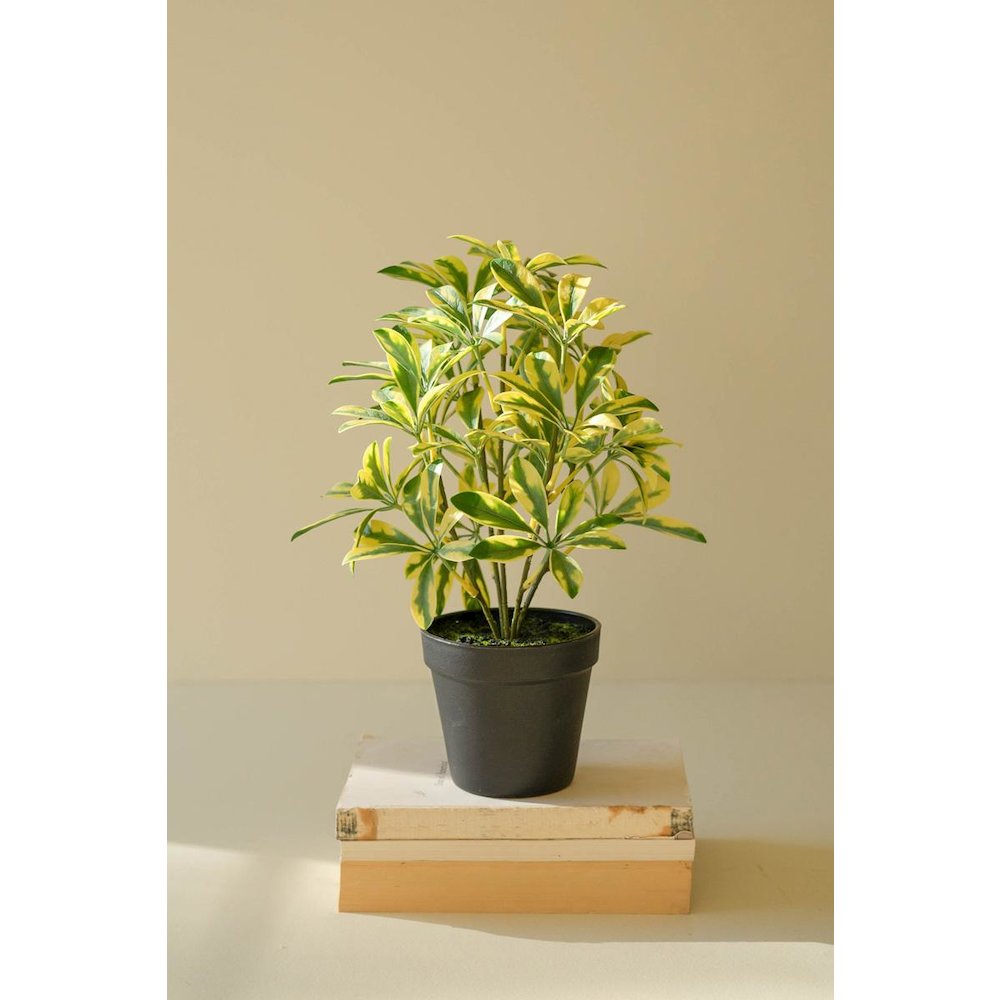 Artificial Schefflera In Black Plastic Pot - 15"