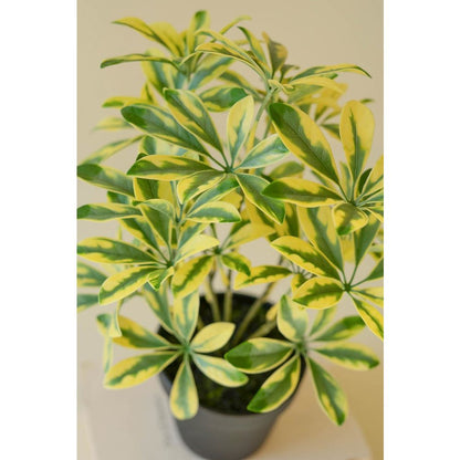 Artificial Schefflera In Black Plastic Pot - 15"
