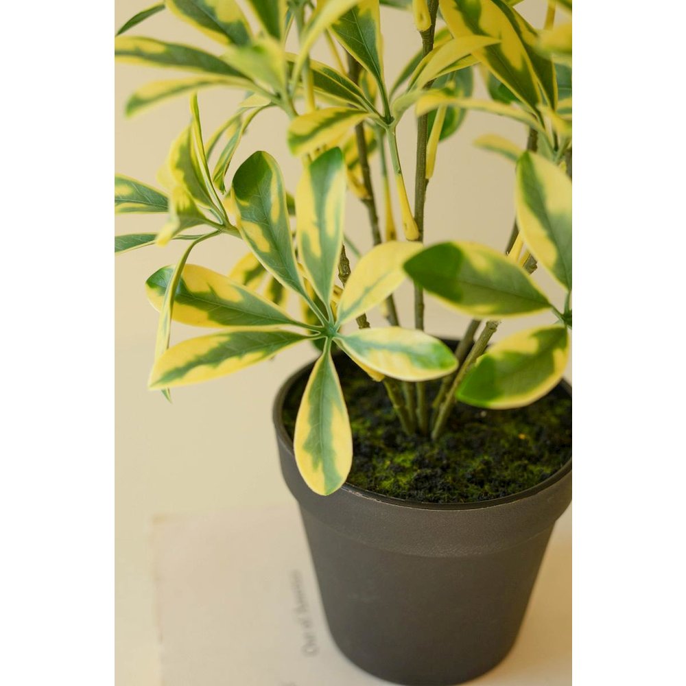 Artificial Schefflera In Black Plastic Pot - 15"