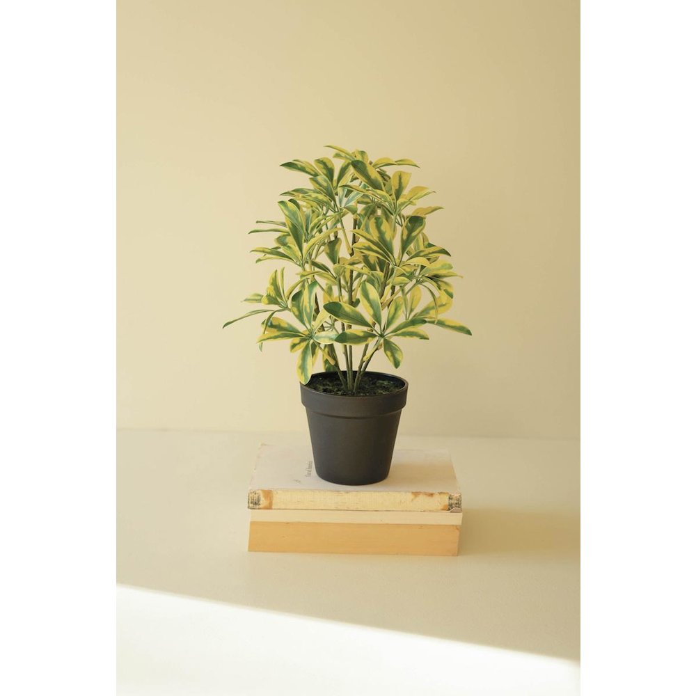 Artificial Schefflera In Black Plastic Pot - 15"