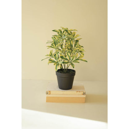 Artificial Schefflera In Black Plastic Pot - 15"