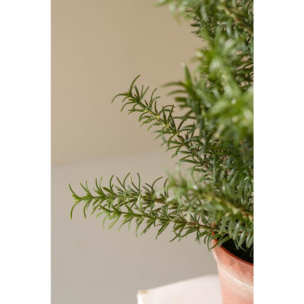 Artificial Rosemary Plant In A Faux Terracotta Pot