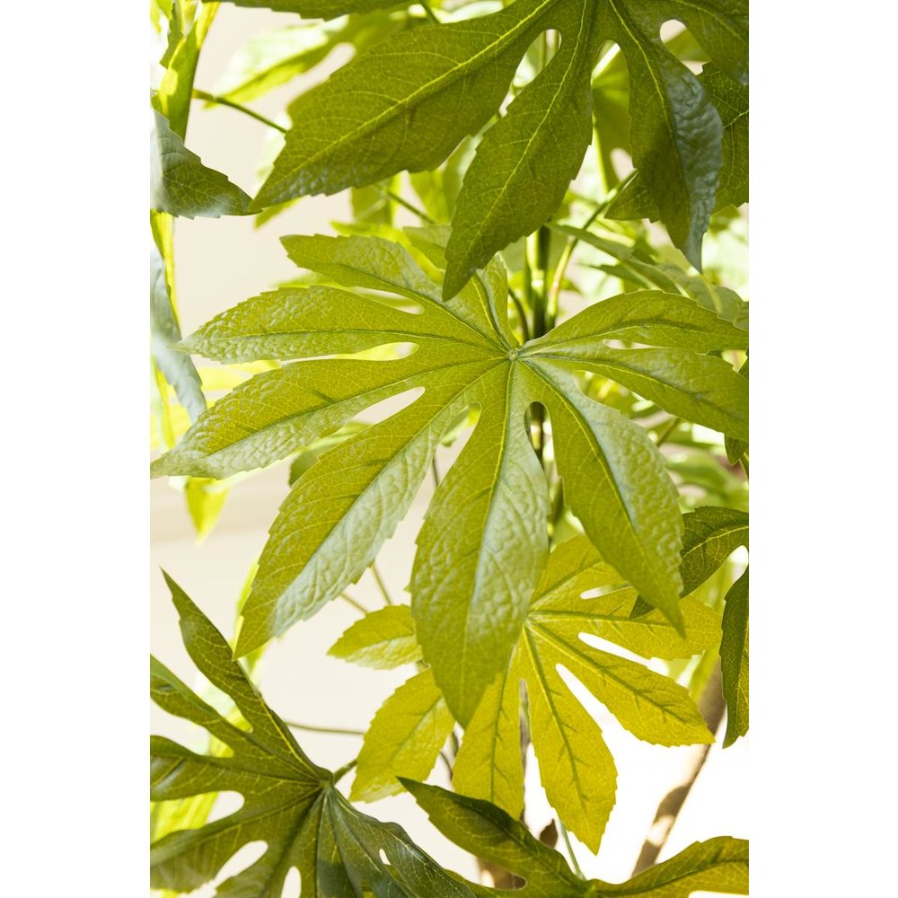 Artificial 4' Japanese Aralia in Plastic Pot