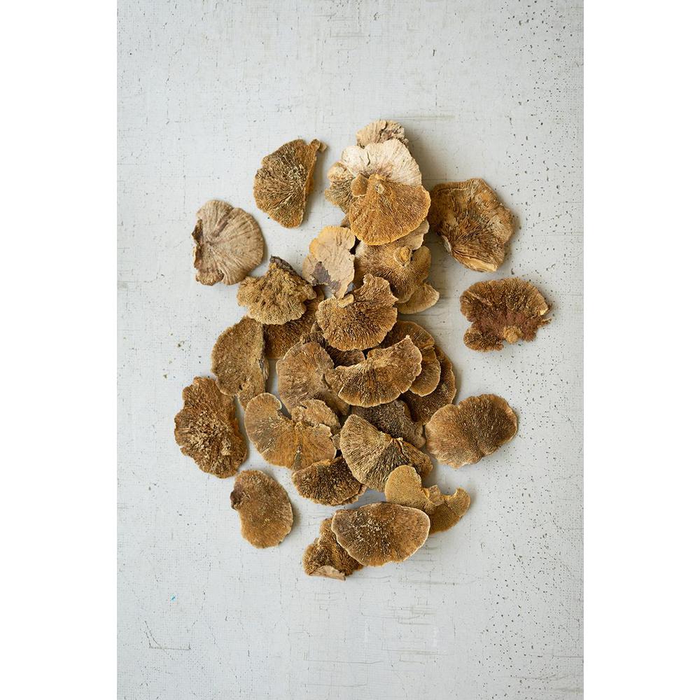 Bag Of 48 Dried Sponge Mushrooms