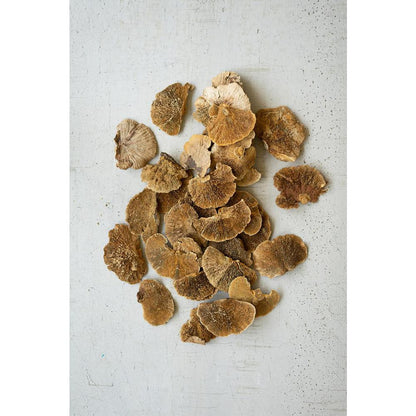 Bag Of 48 Dried Sponge Mushrooms