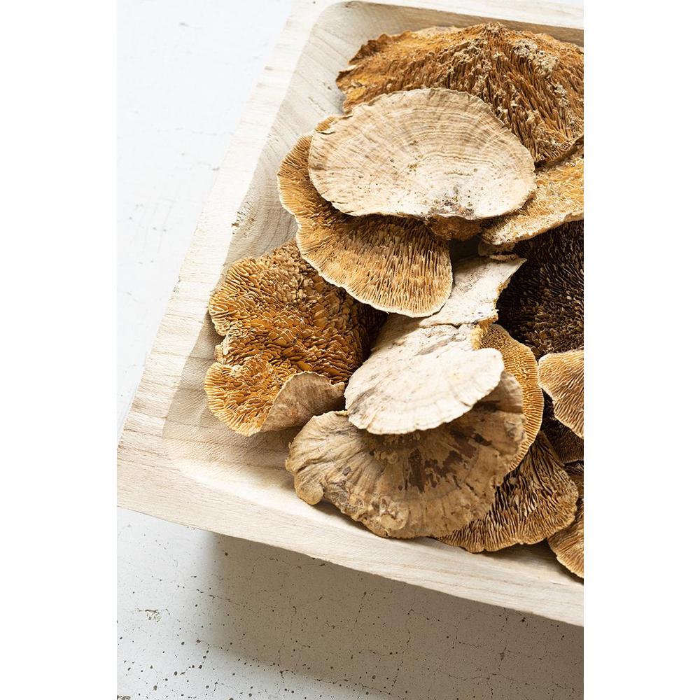 Bag Of 48 Dried Sponge Mushrooms