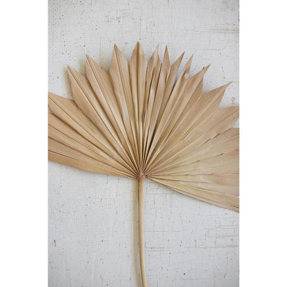 Large Natural Sun Palm Spear