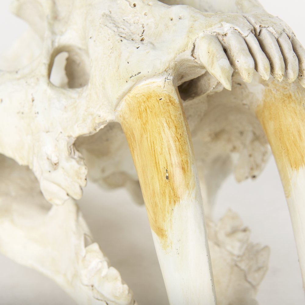 Fozzil 9L x 9W Resin Sabretooth Skull Replica