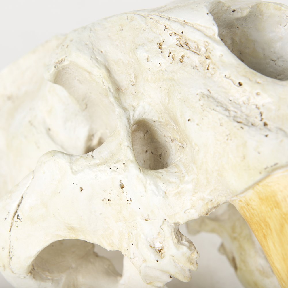 Fozzil 9L x 9W Resin Sabretooth Skull Replica