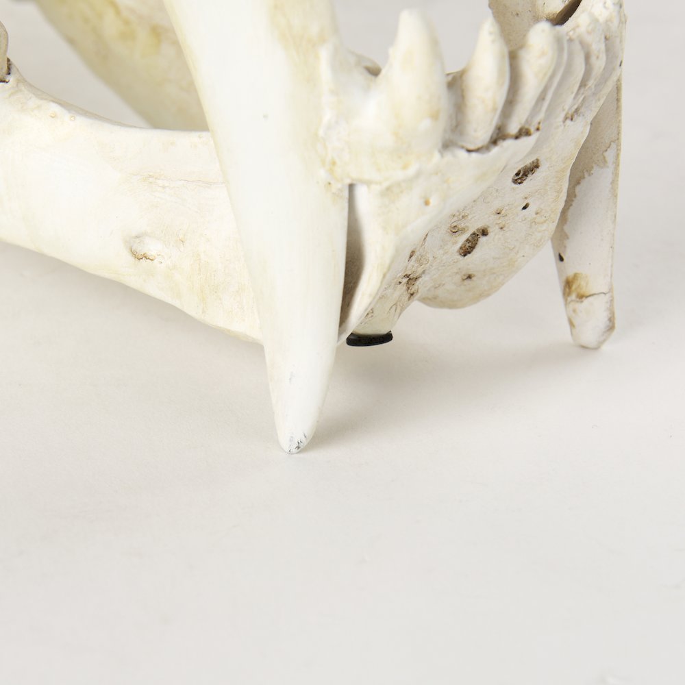 Fozzil 9L x 9W Resin Sabretooth Skull Replica