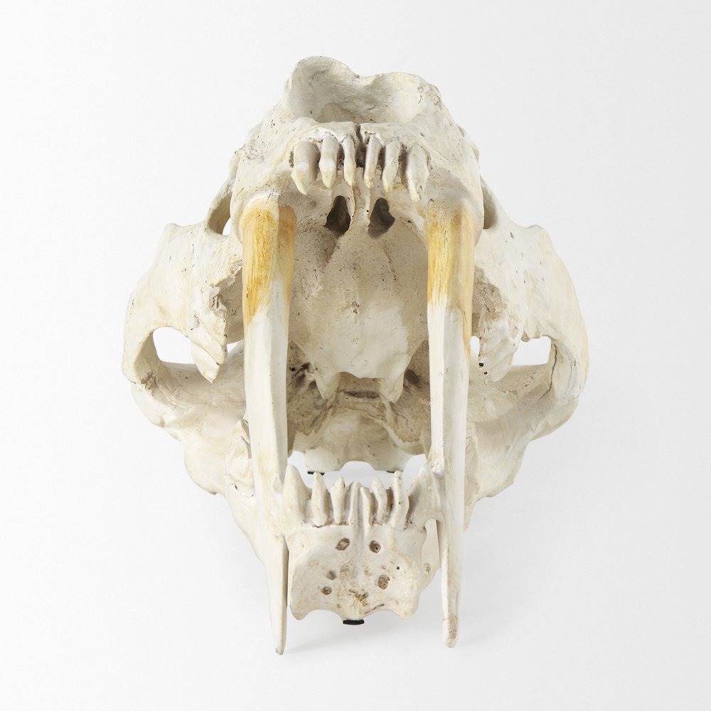 Fozzil 9L x 9W Resin Sabretooth Skull Replica