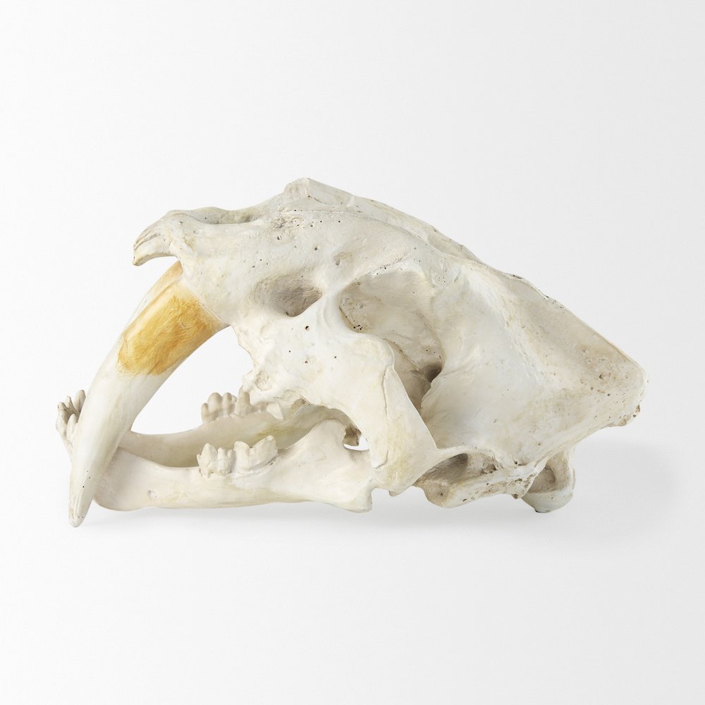 Fozzil 9L x 9W Resin Sabretooth Skull Replica