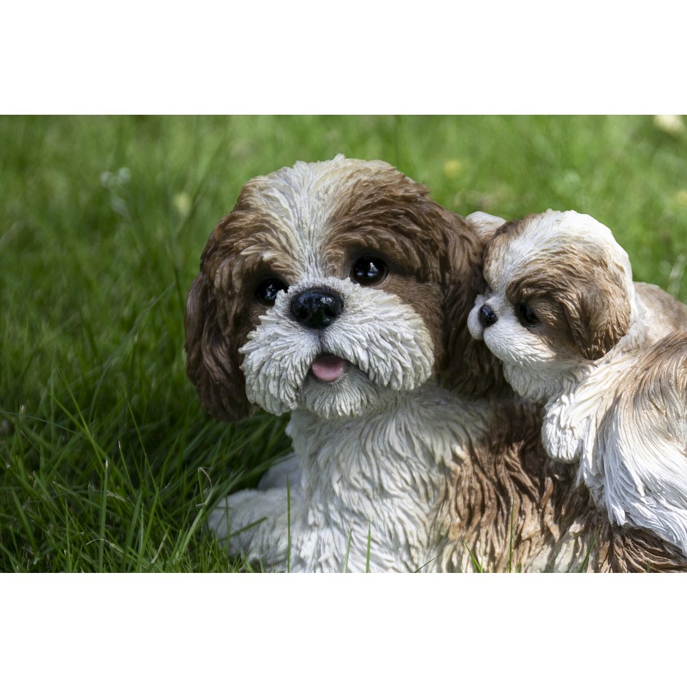 Mother & Baby Shih Tzu