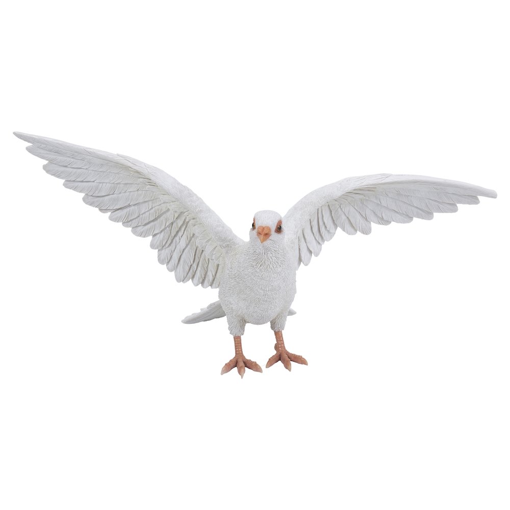 White Pigeon Spreads Wings