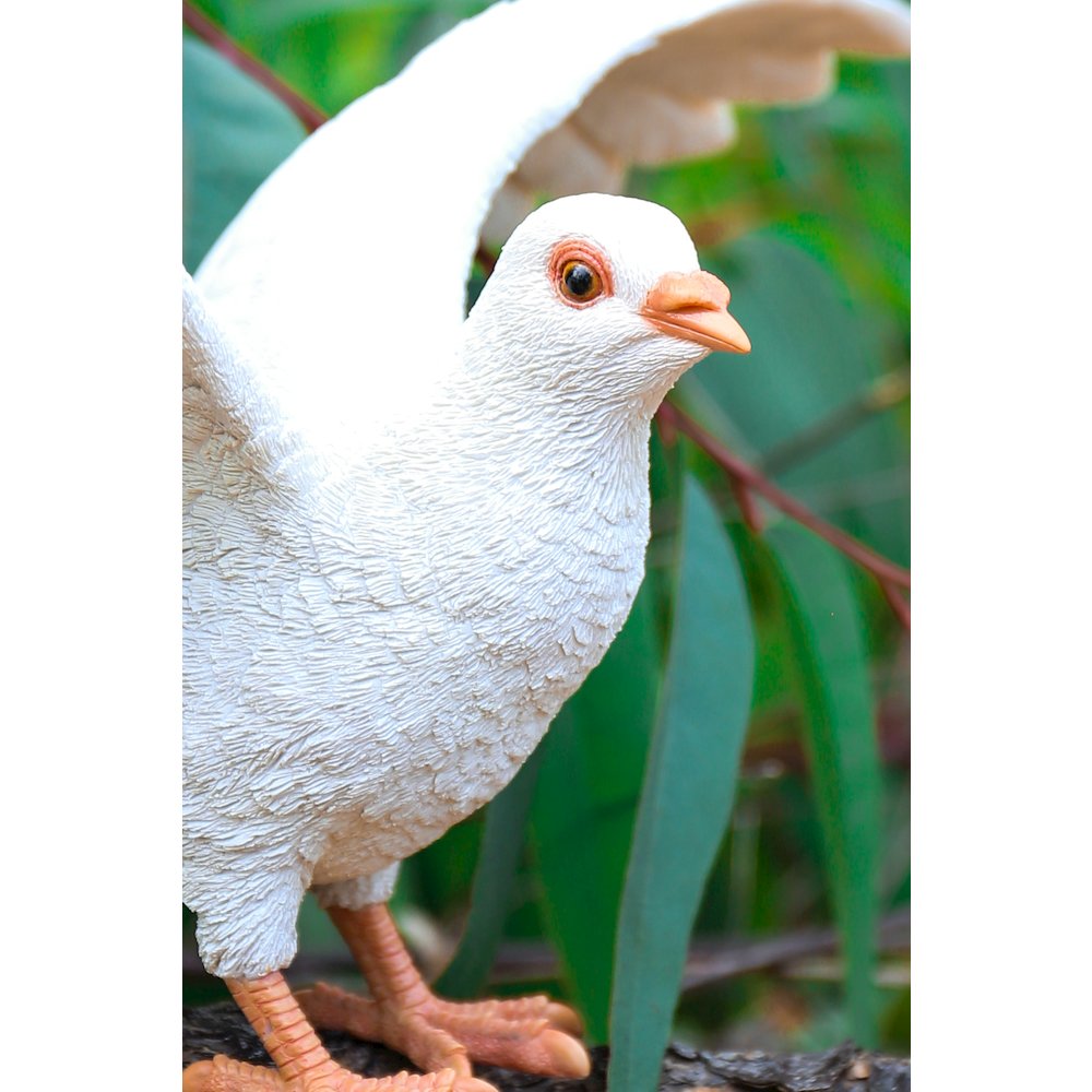 White Pigeon Spreads Wings