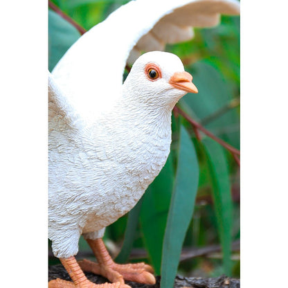 White Pigeon Spreads Wings