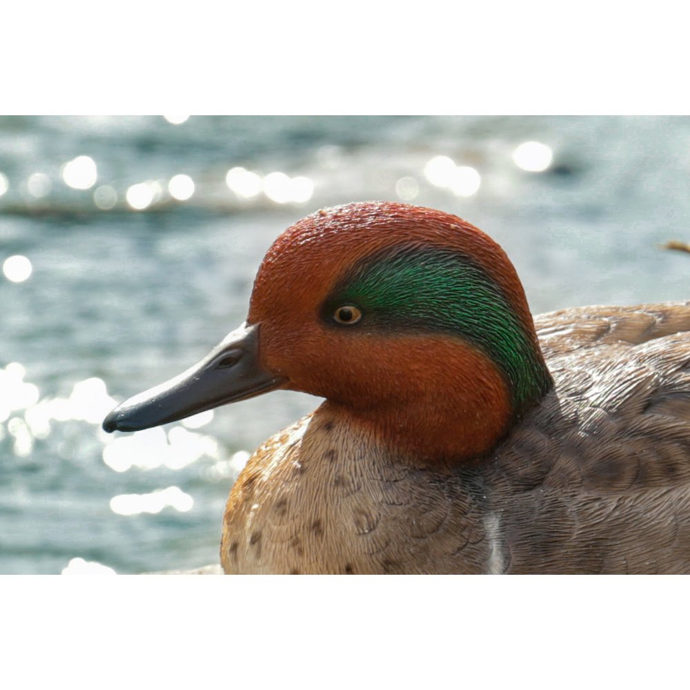 Large Mallard with Green Wing