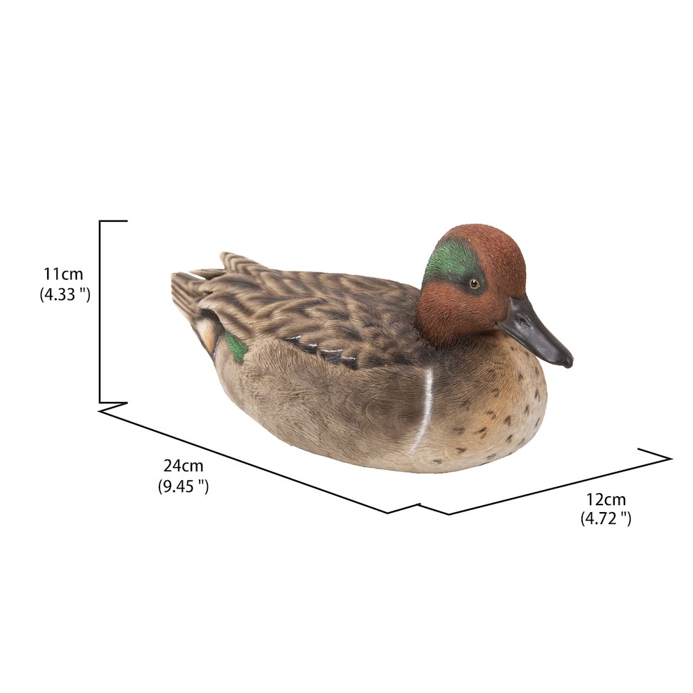 Large Mallard with Green Wing