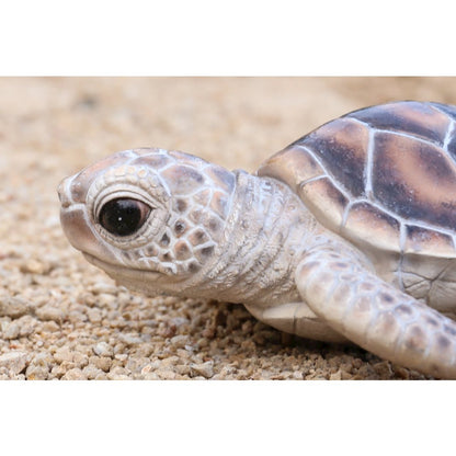 Small Sea Turtle