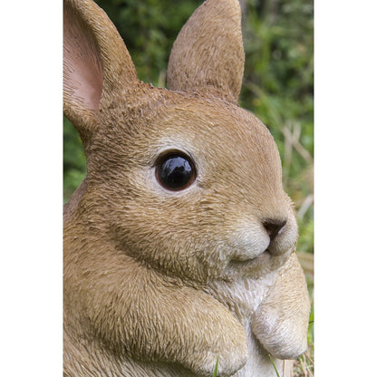 Chubby Rabbit Standing