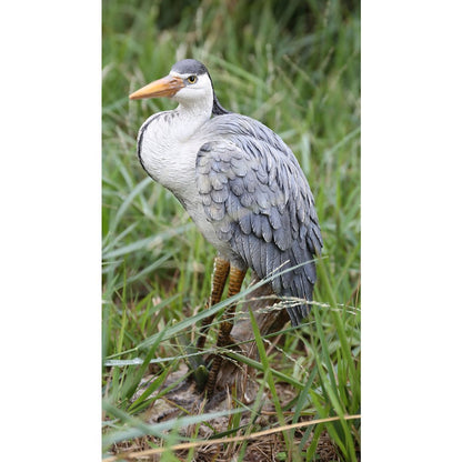 Heron Standing