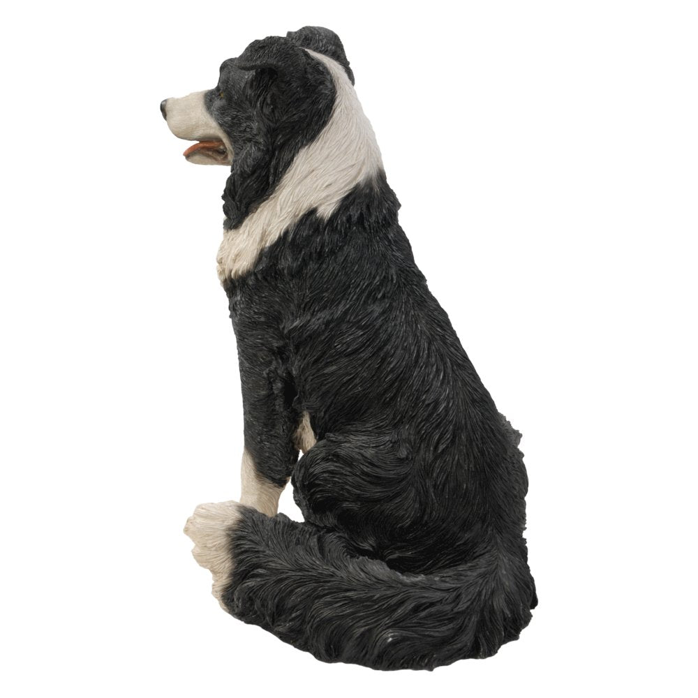 Border Collie Sitting