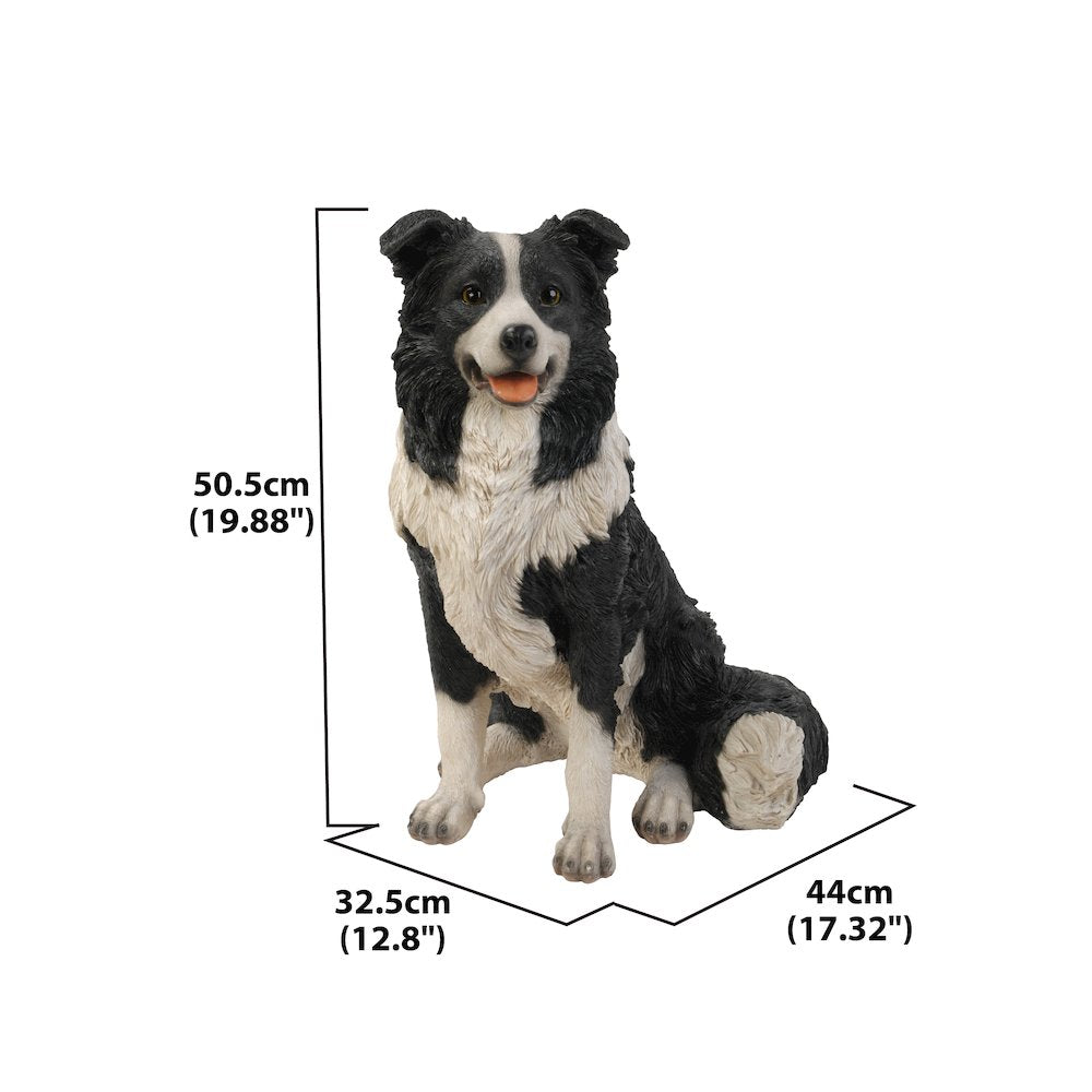 Border Collie Sitting